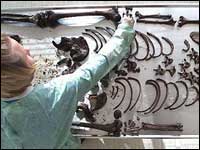 Examination of skeletal bones