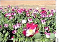 Field of opium poppies